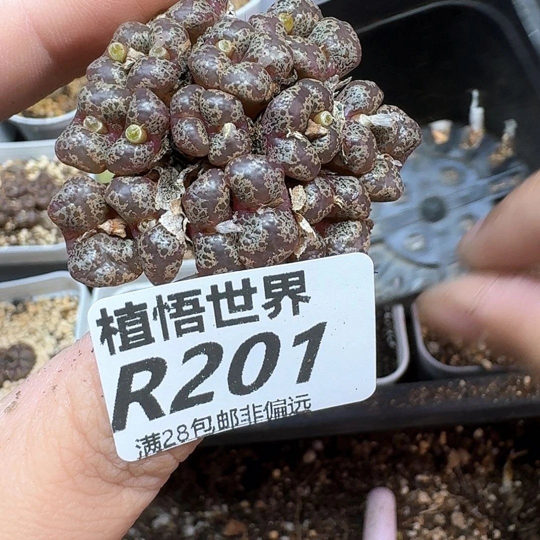 多肉植物的润泽地f