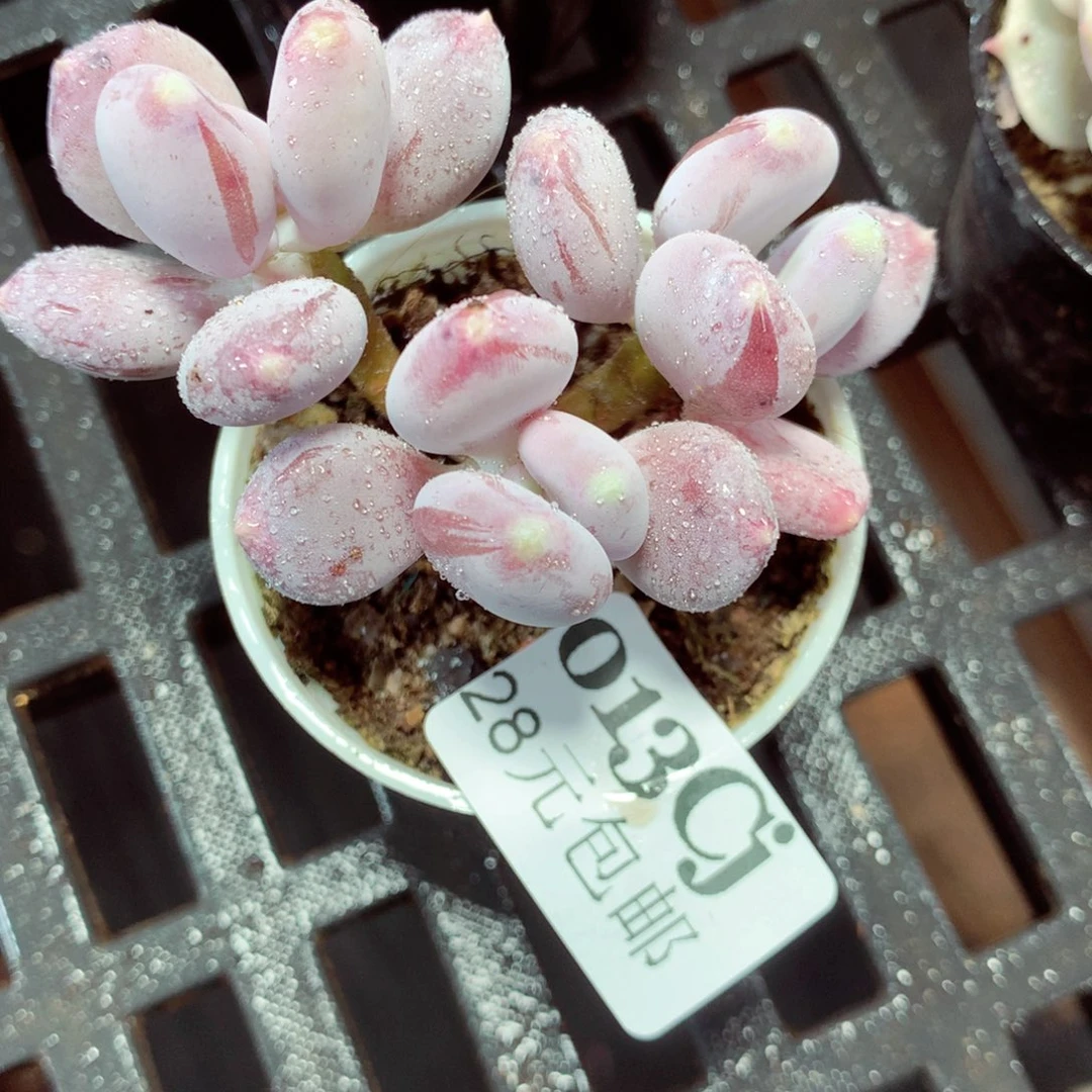 5厘米盆精控多肉013