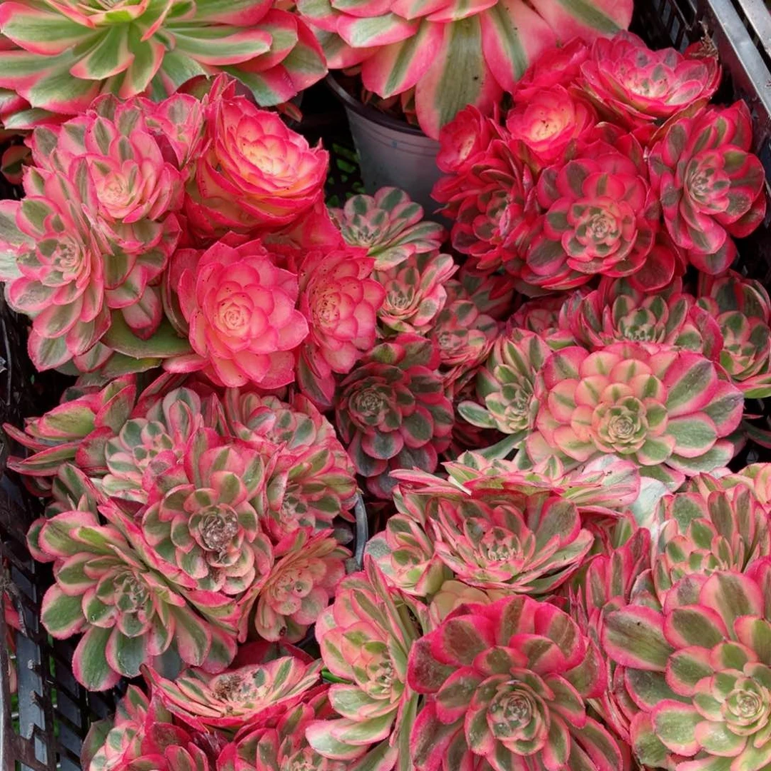 荔枝小号量拍多肉