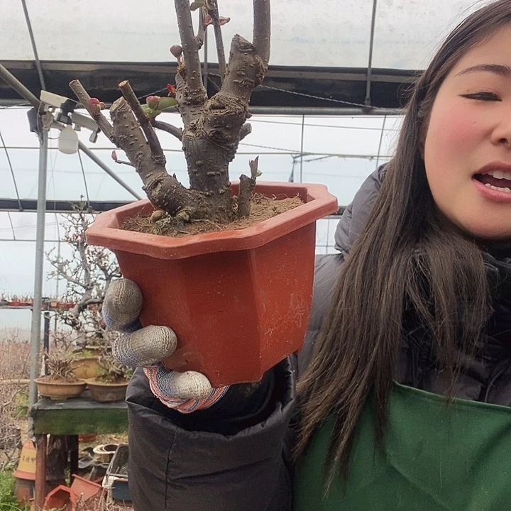 原生大花彩玉海棠