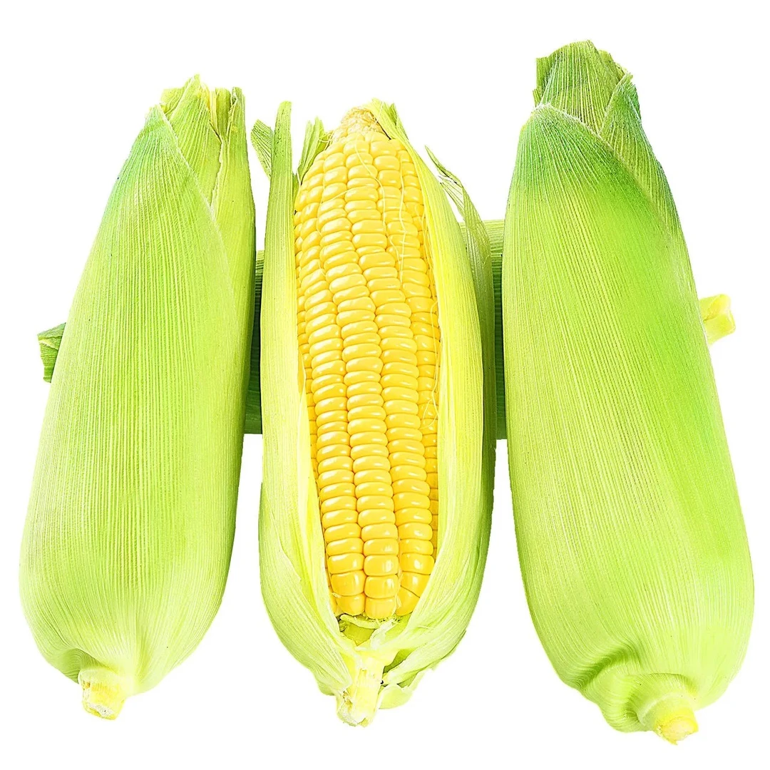 胶河源玉米甜的带壳新鲜蔬菜北方玉米春夏秋四季白甜大棒子水果玉米山东省