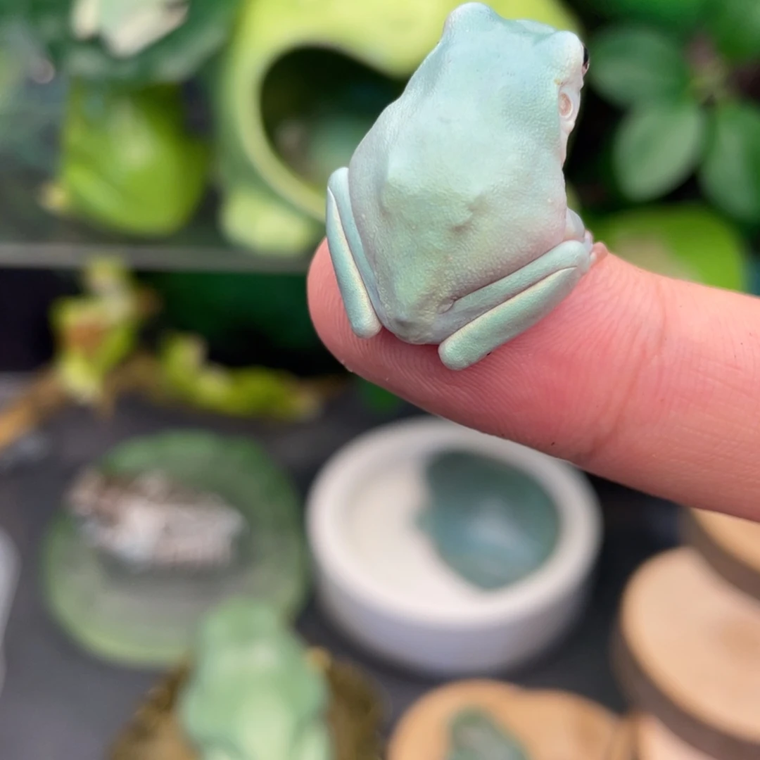 老爷树蛙13号白蓝素皮，微微瑕疵