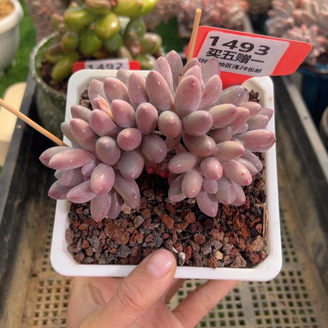 表妹精品多肉1493.