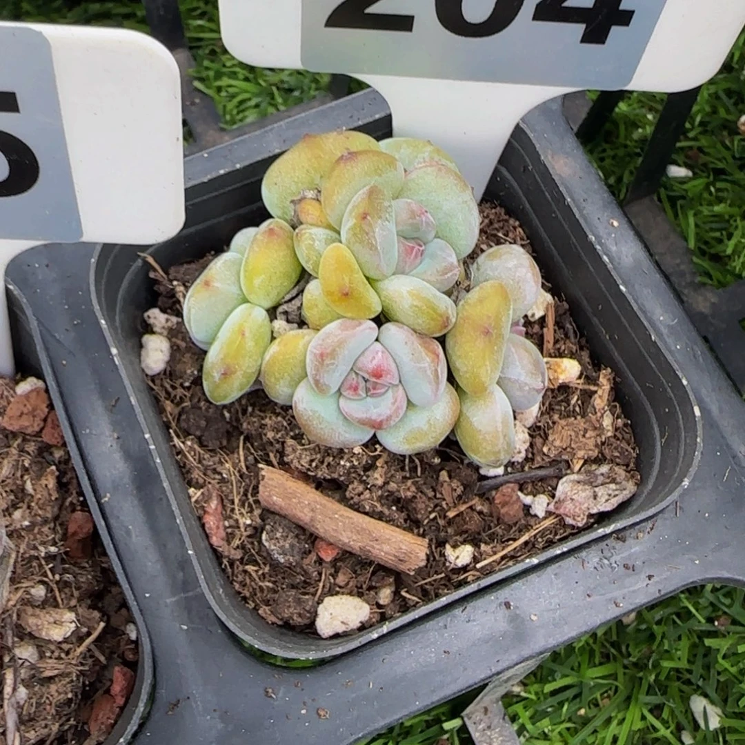 铁****204 号一物一拍特价福利