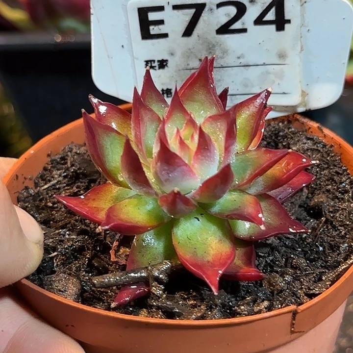 惊鸿一物一拍包装收缩花旱724