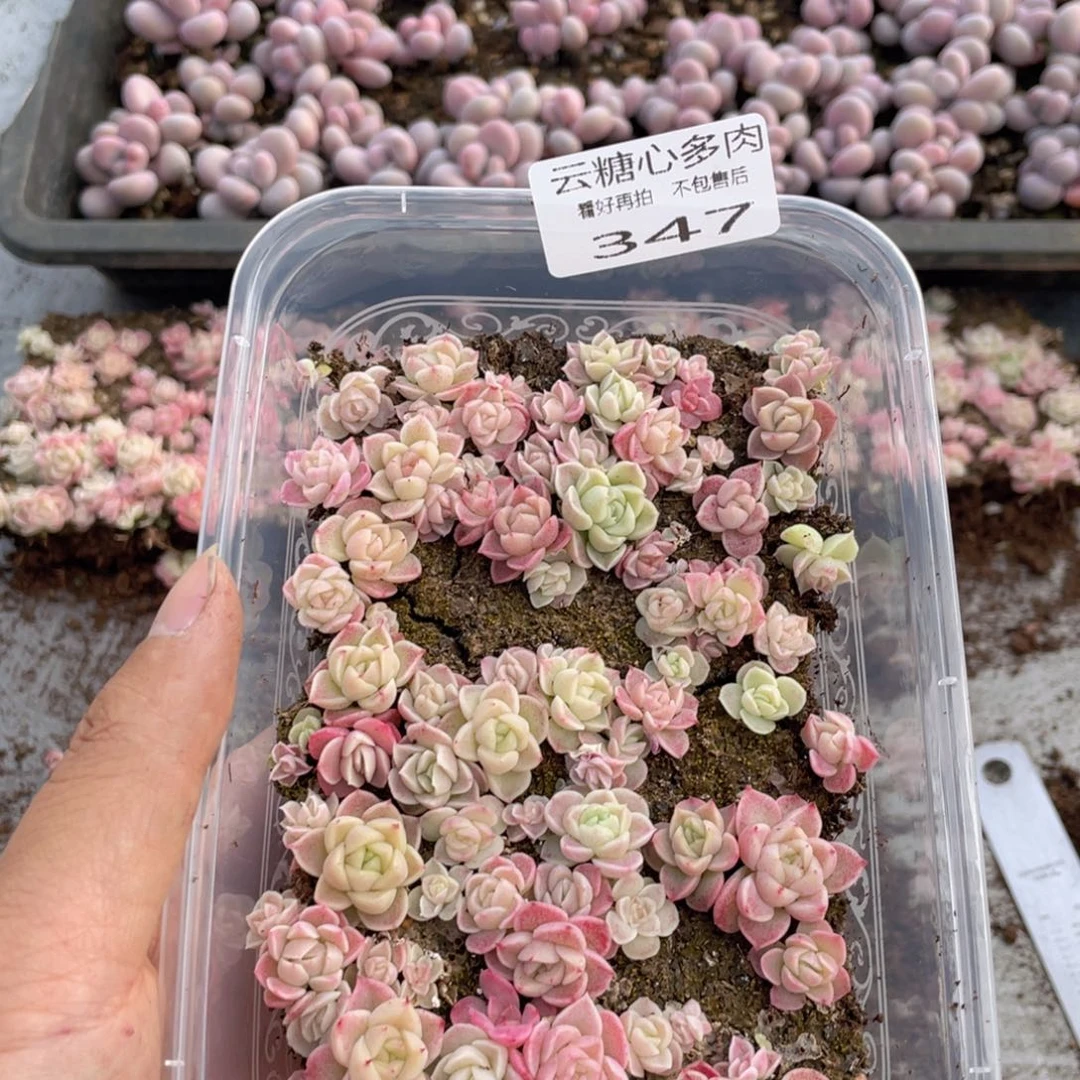 云糖心多肉植物347