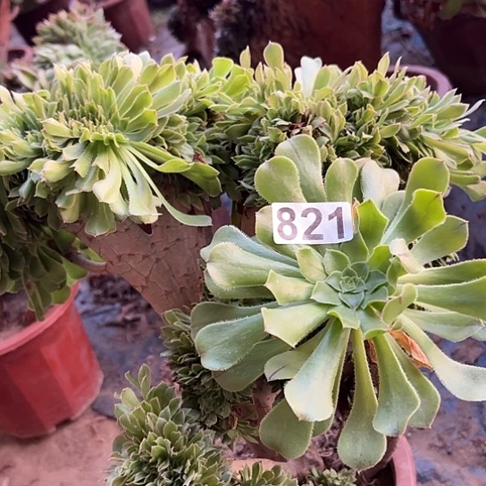 ①***依多肉植物一个原始绿