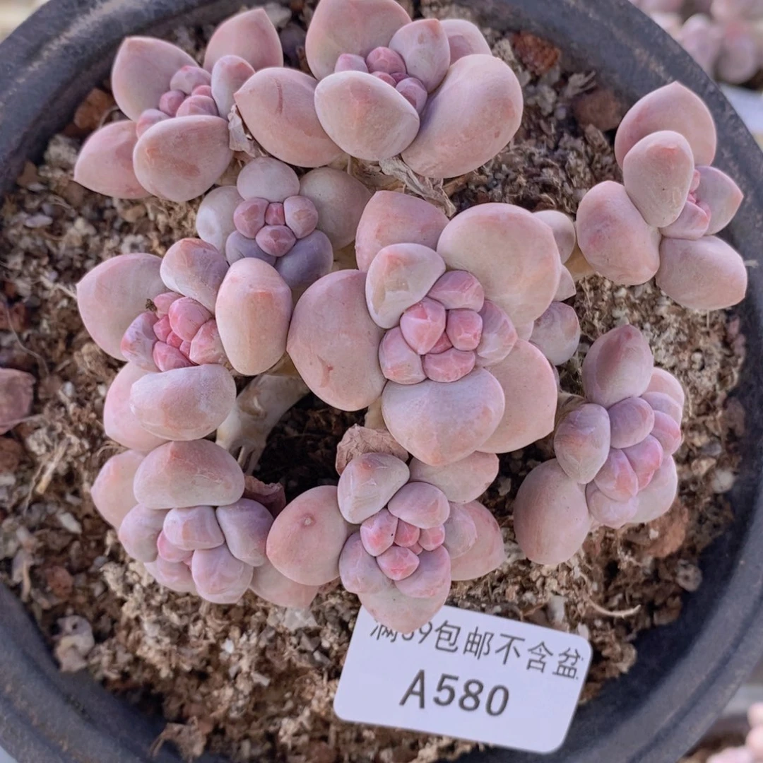 香水老桩11cm580多肉植物