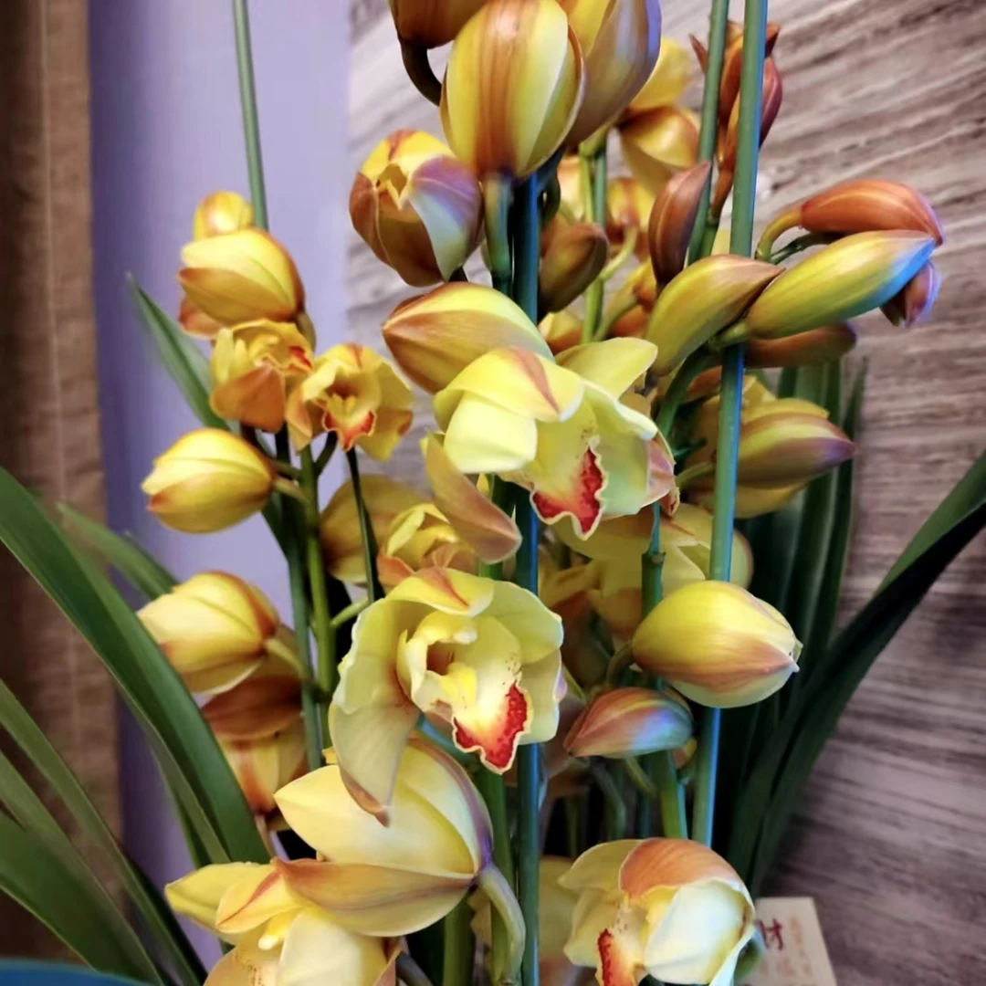 【A级金光】大花蕙兰年宵花花香多支花剑带撑杆发货