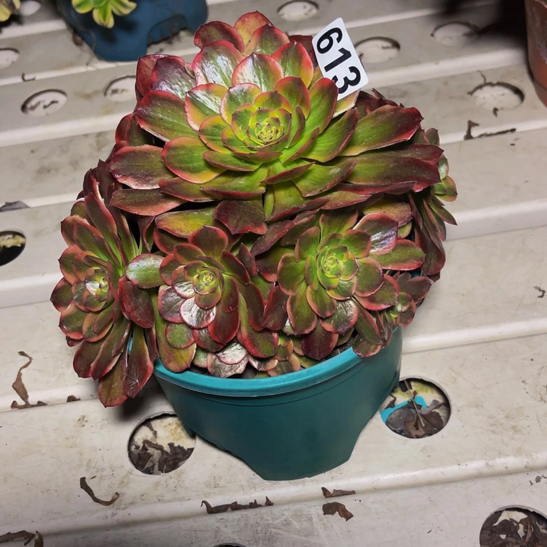 火狐法师7//26包邮法师