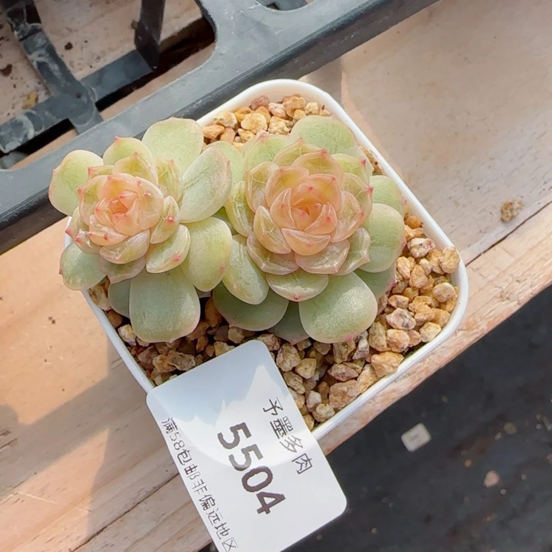 飘枝彩恋，5504多肉