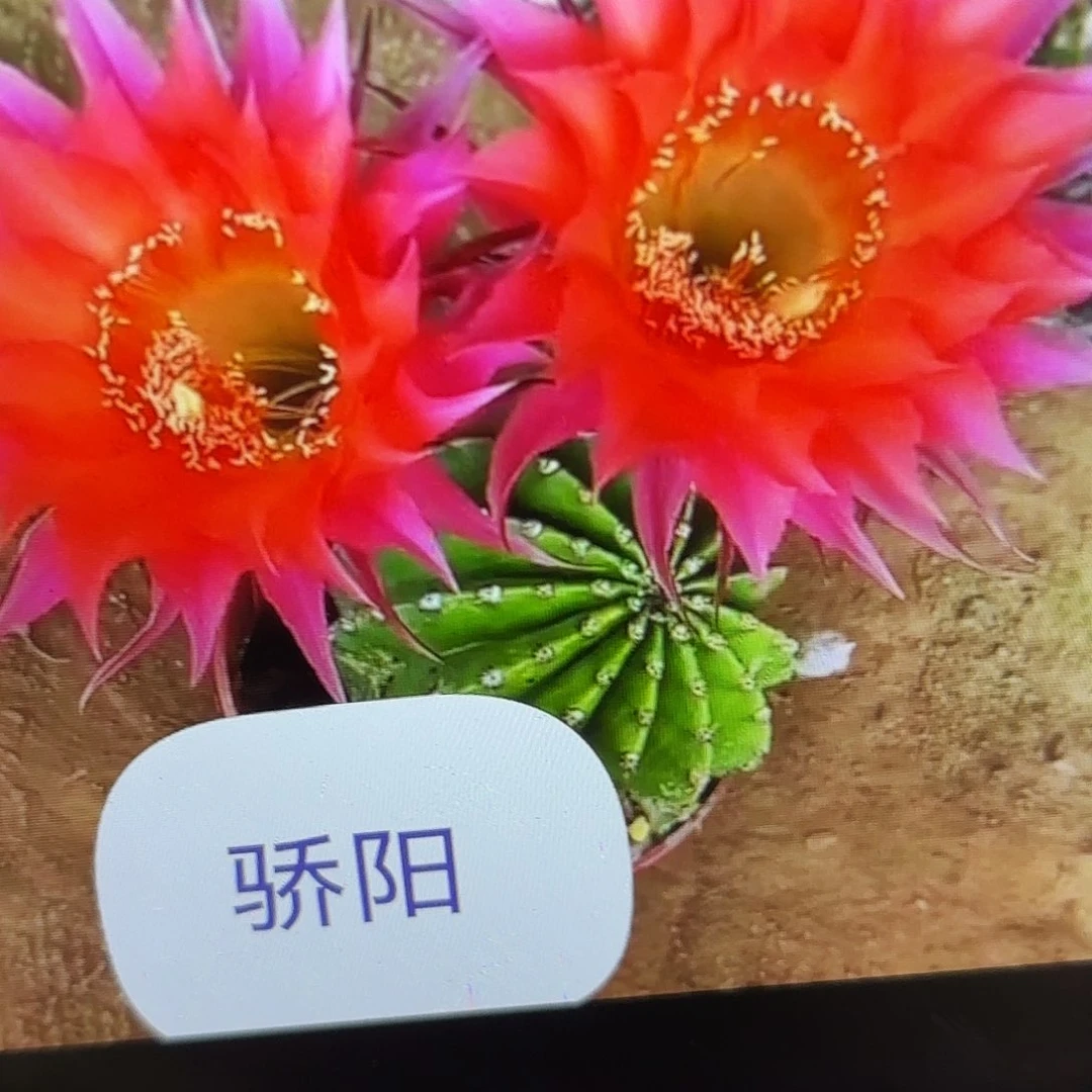 骄阳彩侧牙20包邮7