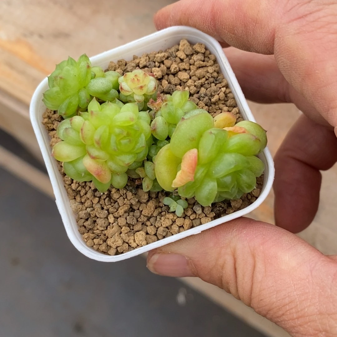 精品多肉一物一拍不包整173
