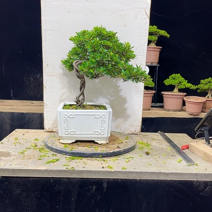 无花朵黄杨盆景四季常绿