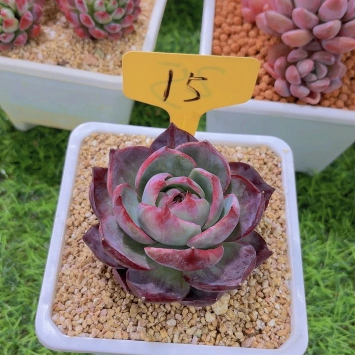 我的小可爱们都好可爱