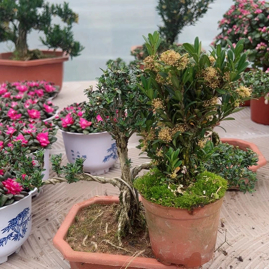 1雀舍黄杨➕六月雪绿植盆栽