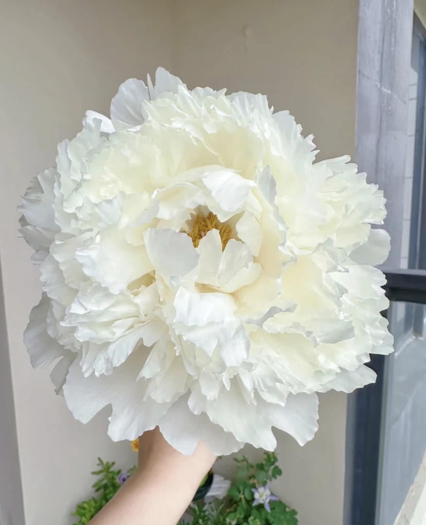 【奶油碗】芍药鲜切花  甘肃基地直发