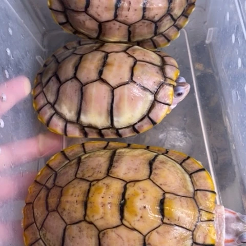 绿毛龟母三个果冻母