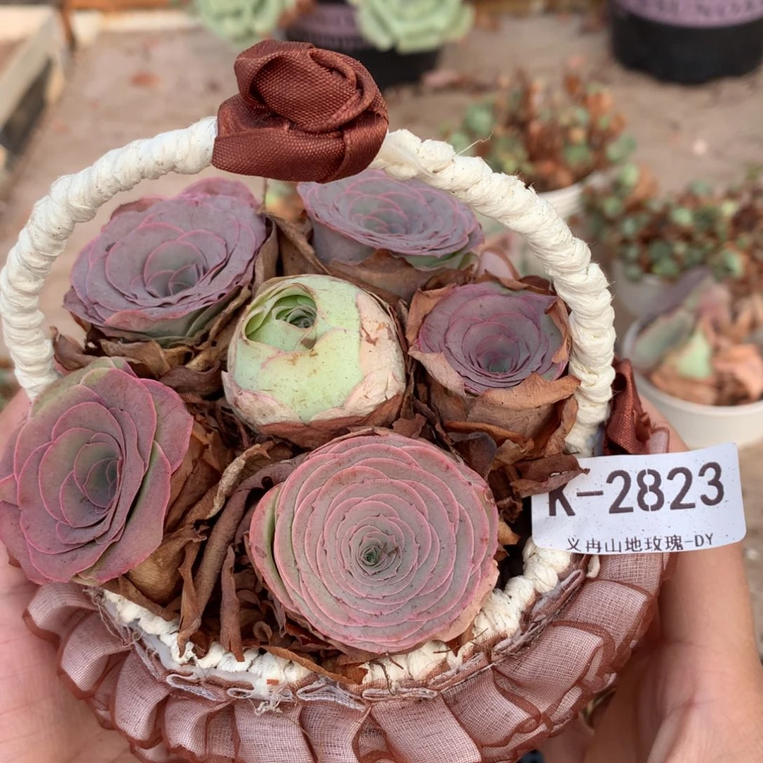 2823紫色紫薰小精品