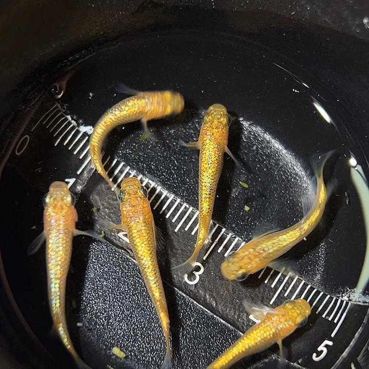 海水鱼阳光一组35