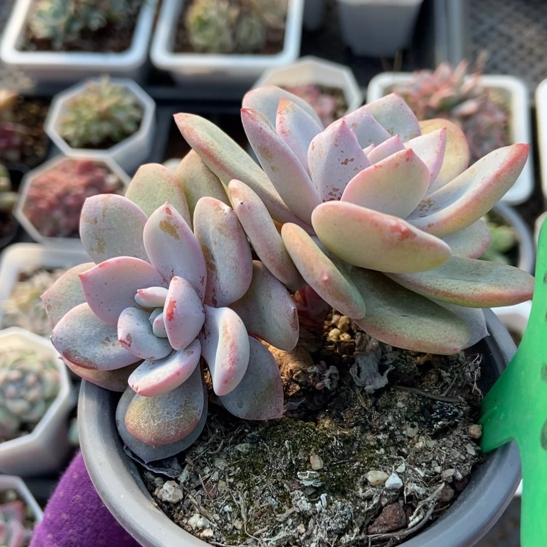 3136奶茶多肉植物