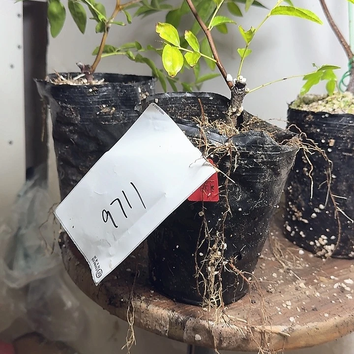 众***瓷无花朵葫芦枣9711