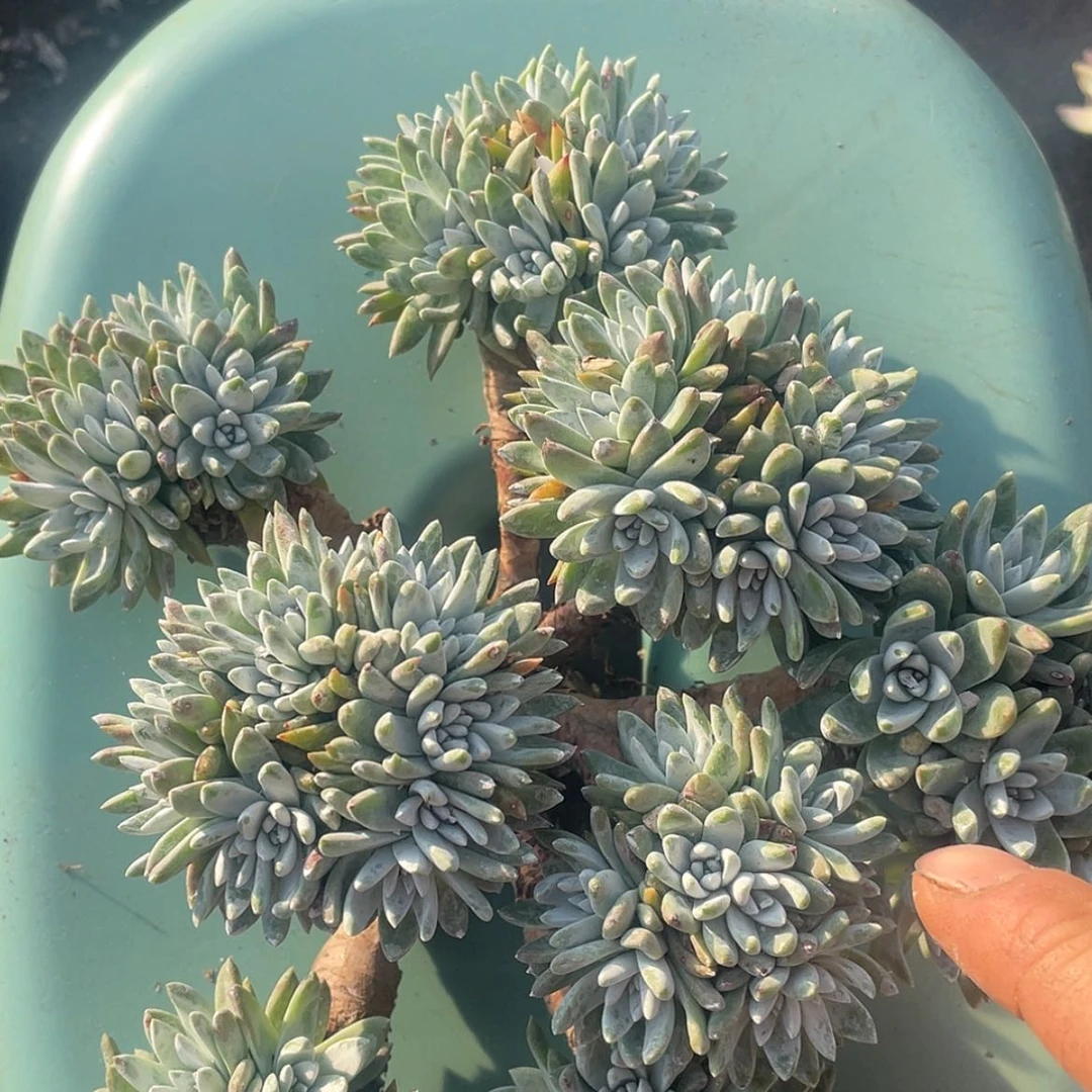 【闪购商品】瑕疵特价不售后