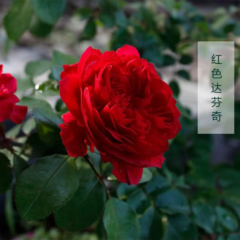 【3棵包邮】红色达芬奇欧月月季花苗多季节开花盆栽庭院阳台花卉