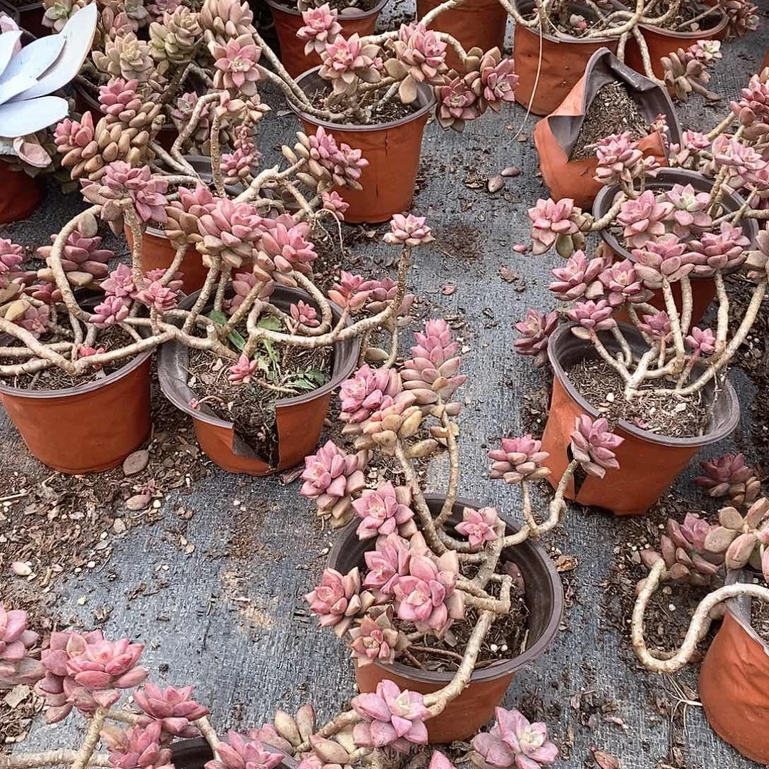 姬胧月3盆带盆带土