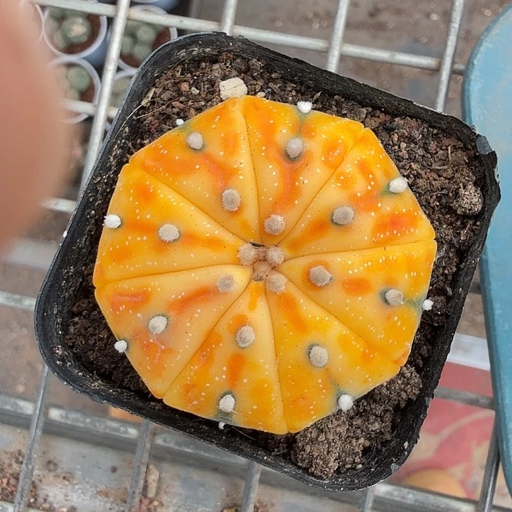 实生西瓜兜4仙人球