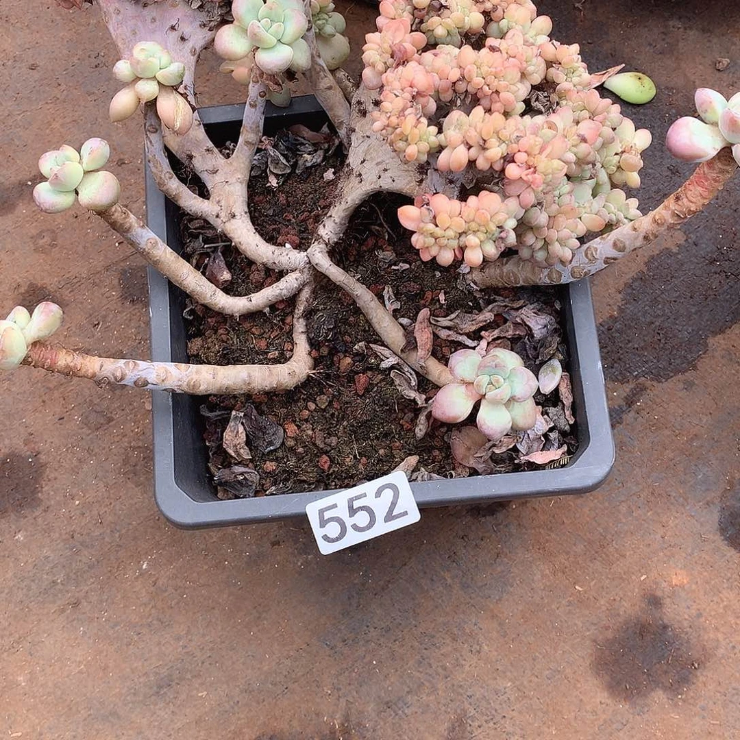 552 一物一拍多肉