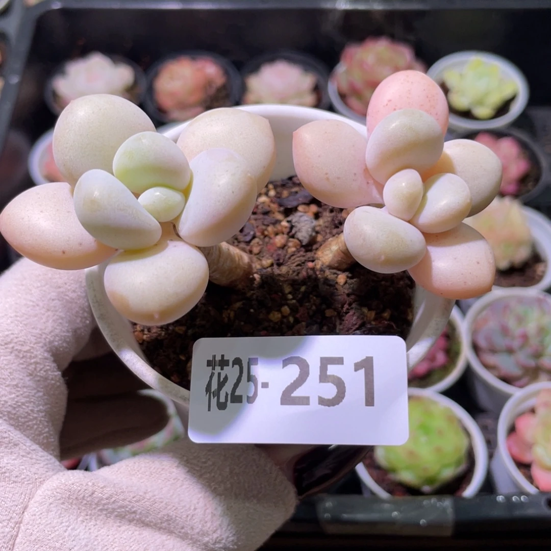 花利美25-251洛神