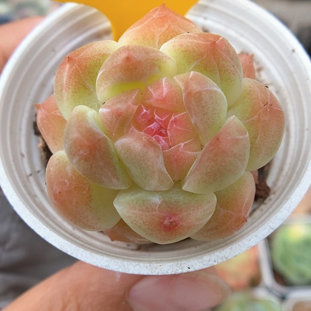 糖心珍妮可拍472号。