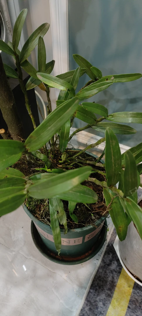 贵州金钗石斛新鲜