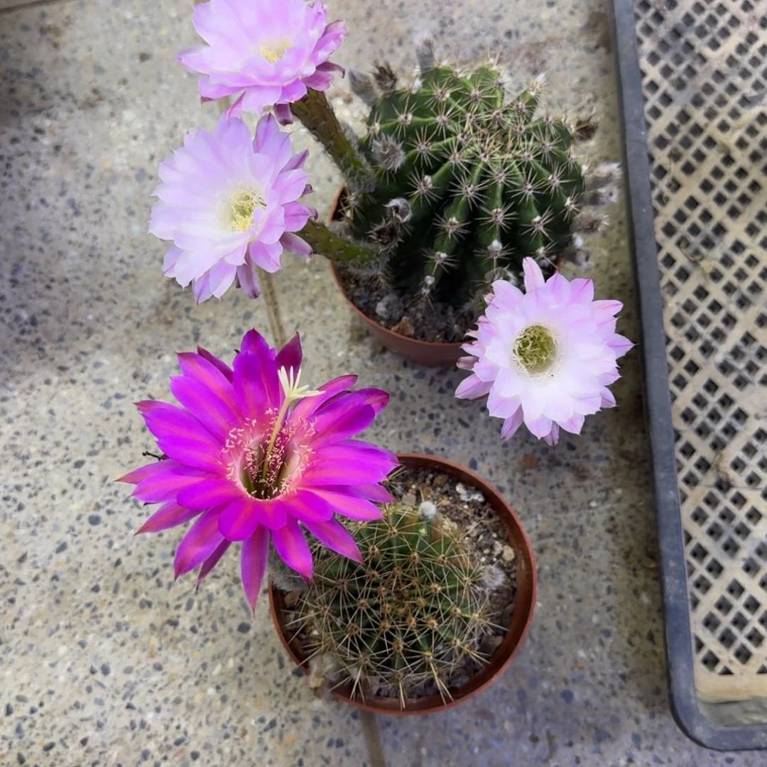 244彩草脱土发货掉侧牙无售后斑掰花