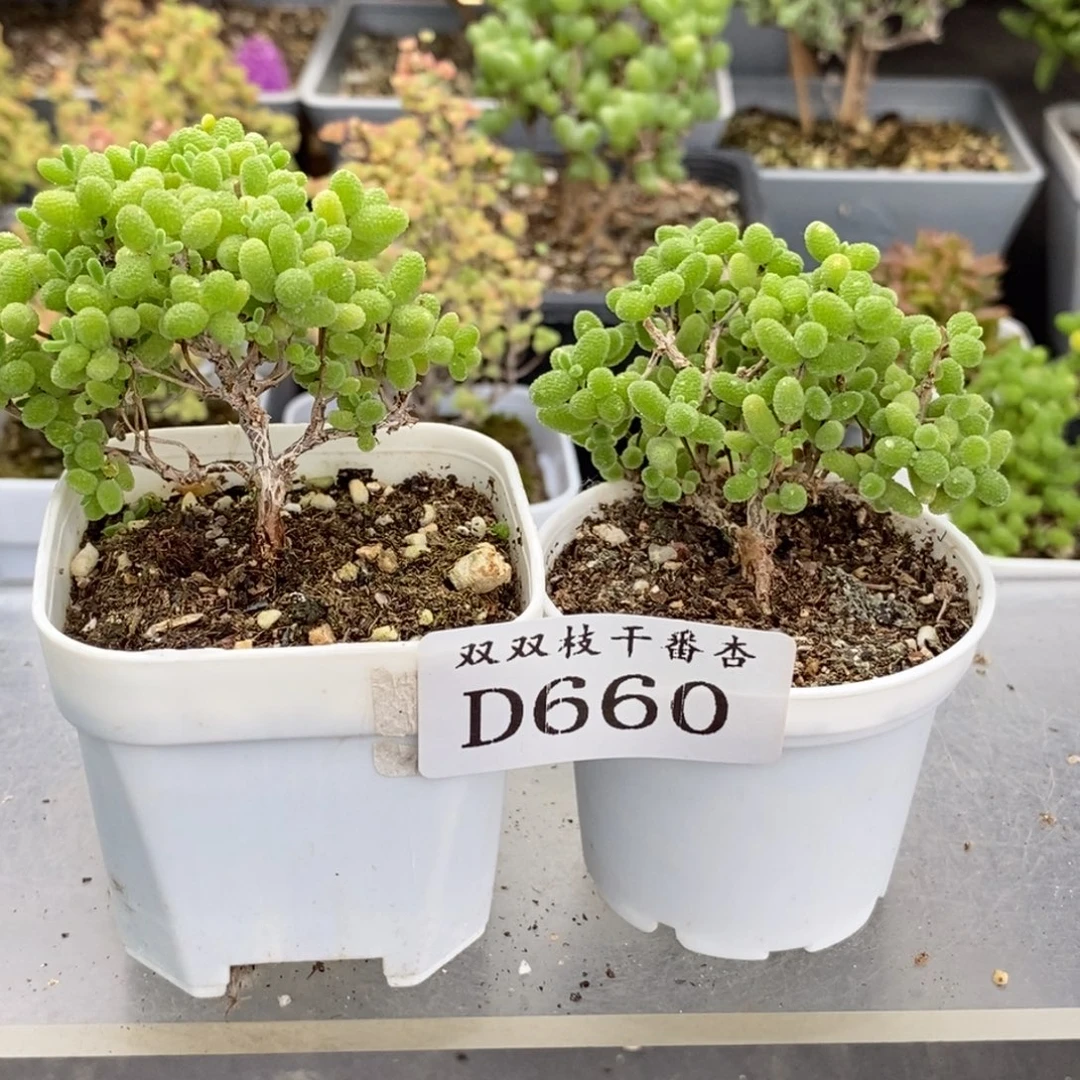 660蜜橘。
