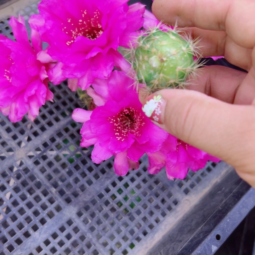 下4新品紫色丽花歪无根侧芽2一3公分左右20包邮