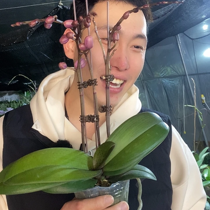 无花朵禹城王子蝴蝶兰