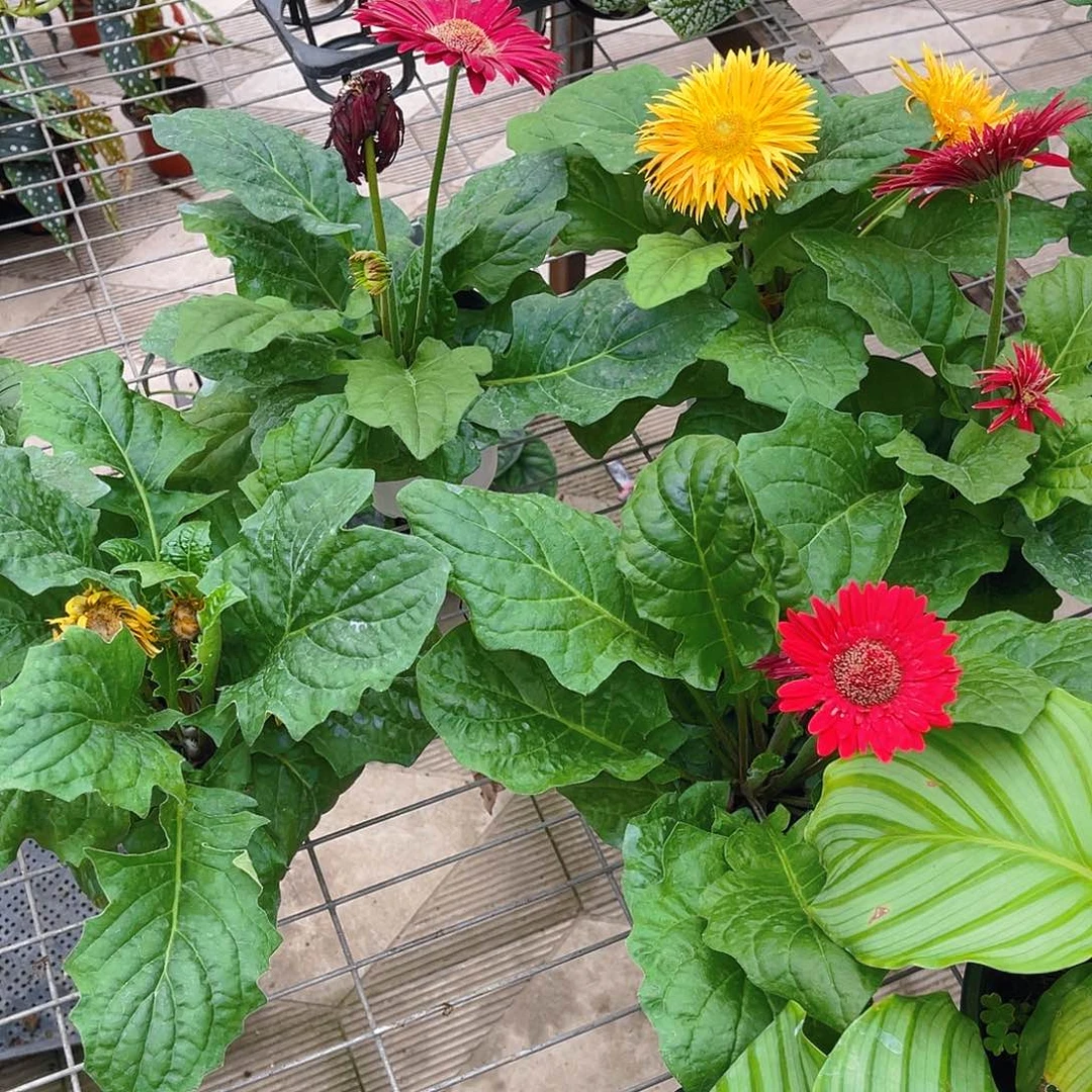 完全开放非洲菊2盆