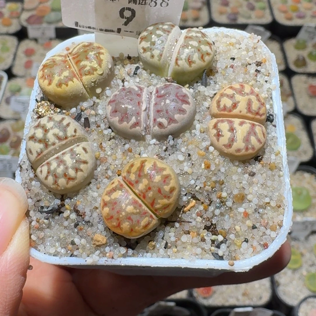 Sss精品清仓价9丽红