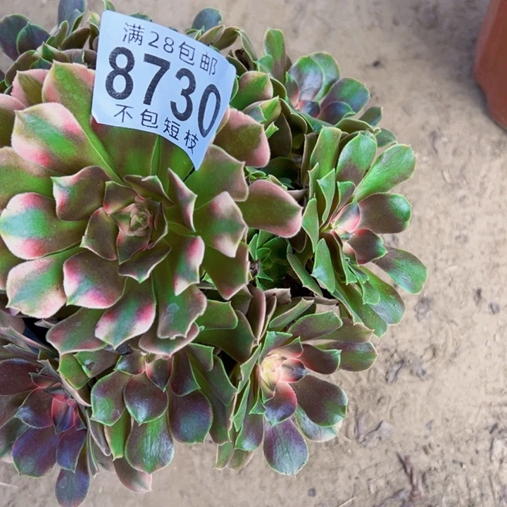 香妃多肉植物法师8730