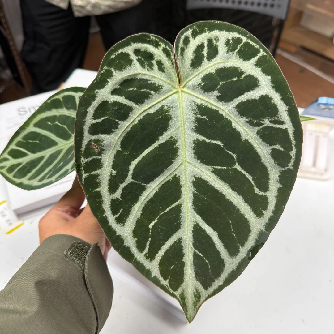 M03 号拍品 粗脉水晶花烛