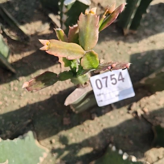 荷花仙子大嫁接福零度之上包邮754