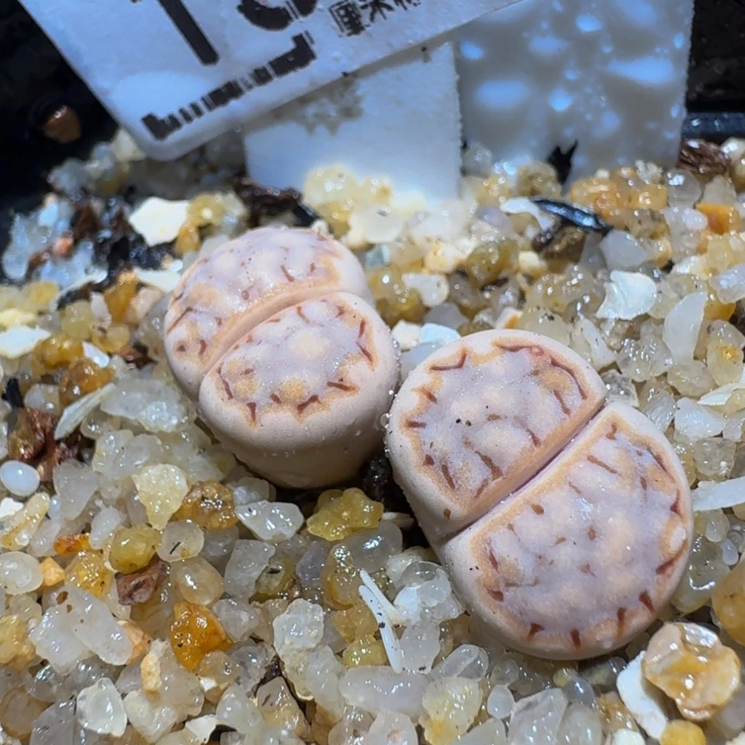 zzzz精品生石花154
