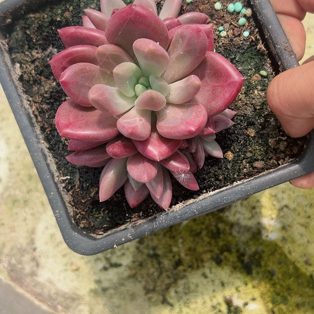 【闪购商品】无花朵赫飞四头