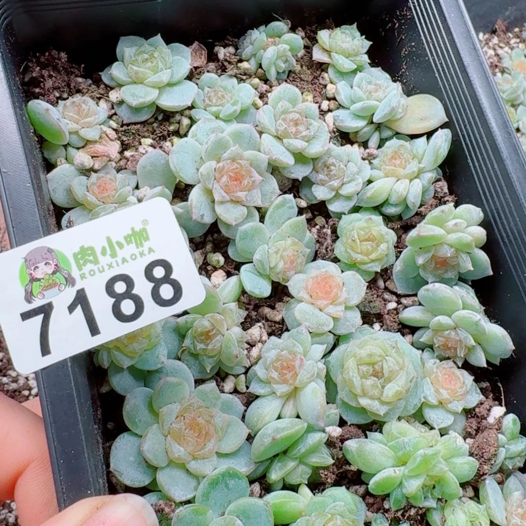 大***妮多肉植物多肉植物