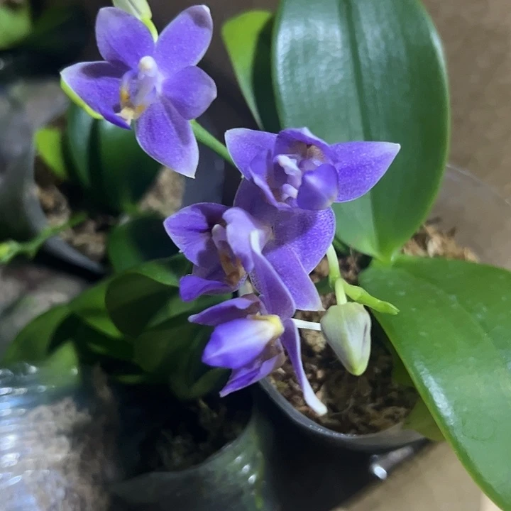 D***y当前无花栽培后可以开花2.8紫花苗➕1.7紫花变异