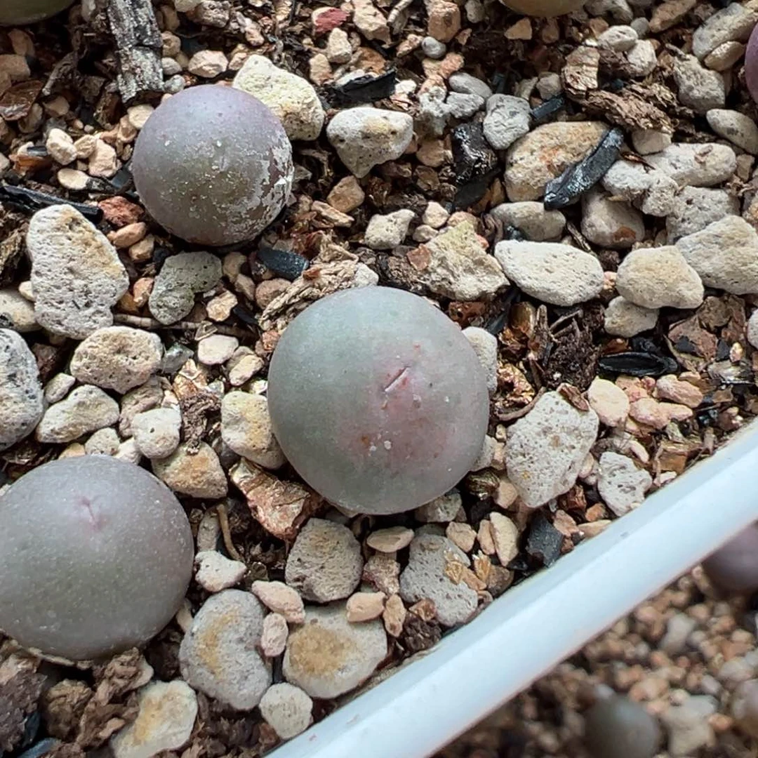 捡漏v嘴 24号链接后代 多肉植物