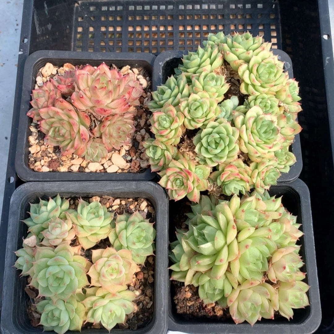 双11预热 4颗 1022-m31