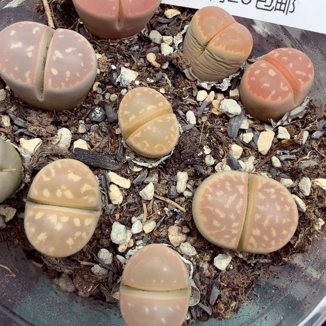 是因为她没有那么想过一786